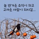오세천 Daum카페