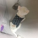 쁘니애견 이미지