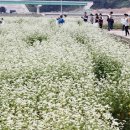 북천시장 이미지