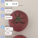 올리브바지방