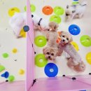 파파퍼피 DOG하우스 이미지