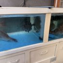 바로바로 횟집 | [가야] 바로바로도매횟집 내돈내산 솔직 후기! 싱싱함, 가격 모두 만족