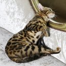 [벵갈고양이/뱅갈고양이] 야로 & 루시... 브라운 벵갈고양이 여아 #1 분양합니다... ^^ 이미지