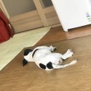 개팔자 상팔자 이미지