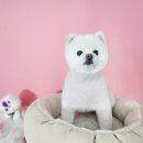 토토펫 애견미용 이미지