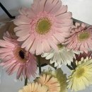 [8월19일~31일] 생일주간 먹은거 이렇게 먹으니 살이찔수밖에,,