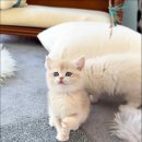 캣스토리 이미지