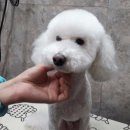 행복하개 애견샵 네이버블로그