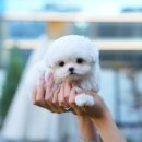 부산강아지분양 테디럽 명지본점 이미지