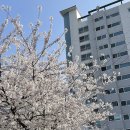GS25 YG신사옥점 | 합정 망원 벚꽃 명소 희우정로 🌸