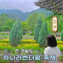 하늬마을나무 | 고성 라벤더축제 하늬라벤더팜 입장료 주차 실시간 개화상황