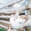 예찬목장 이미지