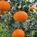 대박기원농장 이미지