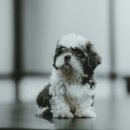 행운동물병원 이미지