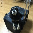 펫 온 - Pet on 이미지