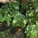 행복나무약국 | [공지] [나트랑 3일차] 난폭하기로 유명한 원숭이섬 후기!🐒