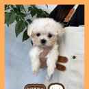 퍼피댕 강아지분양 안심분양소 청주점 말티푸미니비숑토이푸들 이미지