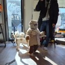 홀리독 | [태안 애견동반 풀빌라]홀리독 애견 풀빌라 독채 후기 (아이·반려견 동반)