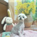 호이펫샵 - 강북구 한천로144길 65 | 호이펫샵