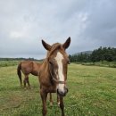 하마대 | 대통령배 직관후기 (부록 : KRBC에도 없는 비하인드 스토리). (by 슈퍼 토스카나)