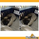 (주)펫에어라인 이미지