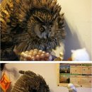 부엉이 PC방 이미지