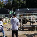 우농타조농장 이미지