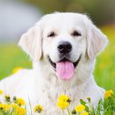 시흥동물약국 이미지