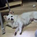 화멍화멍 네이버블로그
