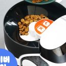 펫팔
