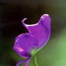 들꽃나라 이미지