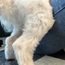 청주유기동물입양지원센터 개가 꿈꾸는 세상 이미지