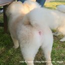 도그뷰티 이미지