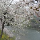 봄맞이 1박2일 부부 하동쌍계사 벚꽃 관광 이미지