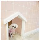 제니스펫 이미지