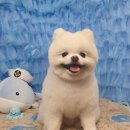 바비펫살롱 이미지