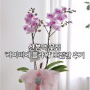 라미띠에플라워 | W1. 부모님 첫인사 산본역 ' 라미띠에플라워' 호접란 추천