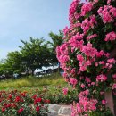 형산강 장미원 | 형산강 장미원 실시간 (사진 위주) 포항 5월 명소