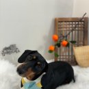 몽언니애견미용실 이미지