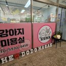 더 도도하개 이미지