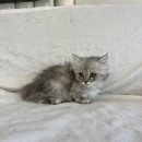 오독안심분양센터 강아지분양 고양이분양 하남점 이미지