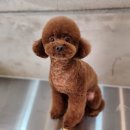 지니펫 애견미용실 이미지