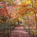 얼마나 인기 많으면 주말까지 "예약 품절 대란" 단 돈 1,000원 명품 단풍 클라쓰 이미지