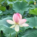 주지스님과 함께하는 백중 합동 49재 4재 ＜ 8. 8 (토) ＞ 이미지