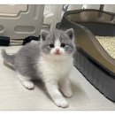 캣그램 광주 고양이분양 이미지