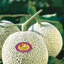 김재승농장 이미지