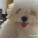 요동농장 | 꼬똥 드 툴레아 입양후기 / 번아웃된 갱년기 부부에게 찾아온 선물