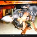 까미랑 몽이 이미지