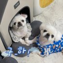 [즐길고양] 2025 냥냥편치캣쇼 + 꽃박람회 즐길고양 후기