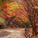 제470회 정기산행 [2025. 11. 15 ] 무등산 둘레길.규봉암.백마능선 이미지